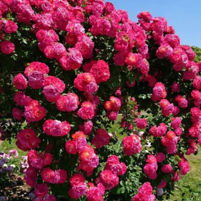 PRIMIUM ROSE SEEDS™