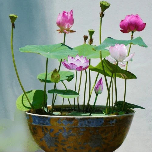 Aarvique/ premium Lotus Seeds