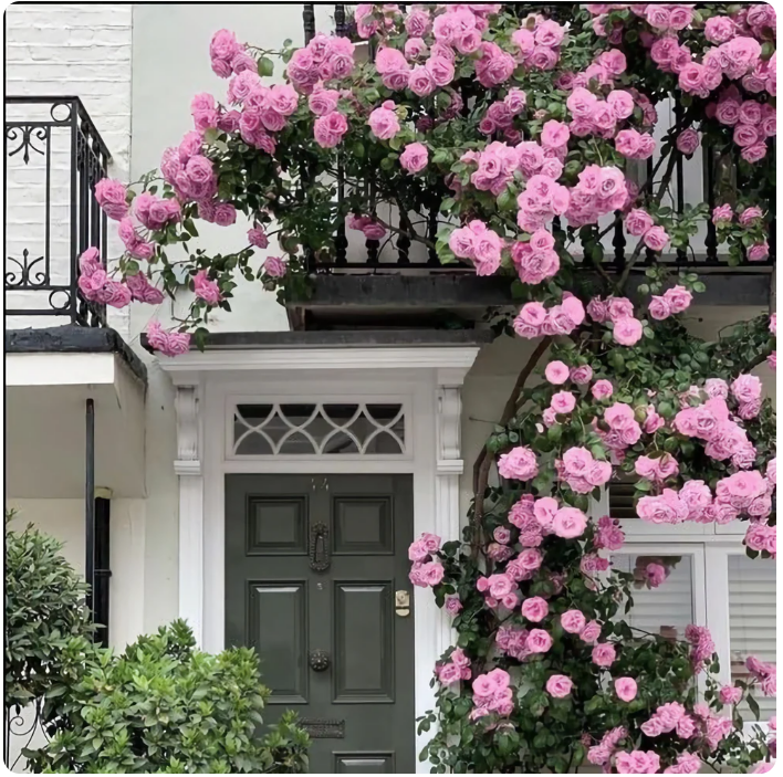 PRIMIUM Rose seeds™