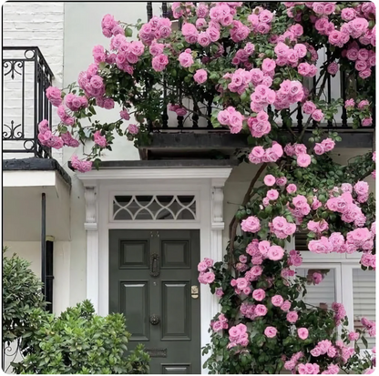 PRIMIUM ROSE SEEDS™
