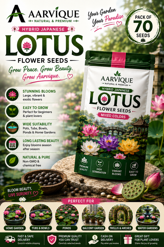 Aarvique/ premium Lotus Seeds